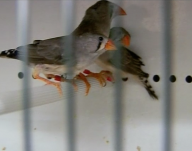 Why birds sing