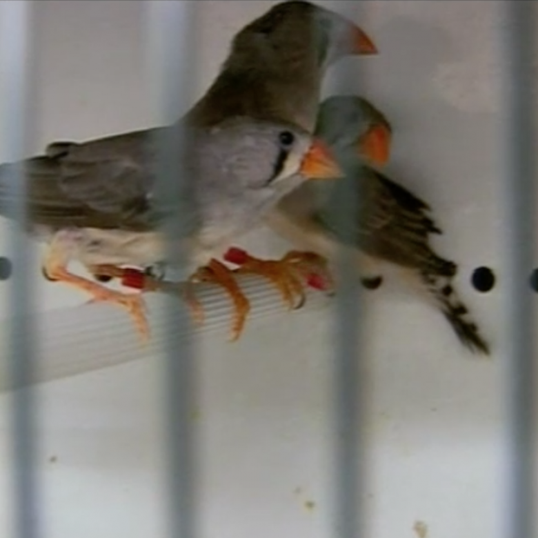 Why birds sing