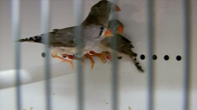 Why birds sing