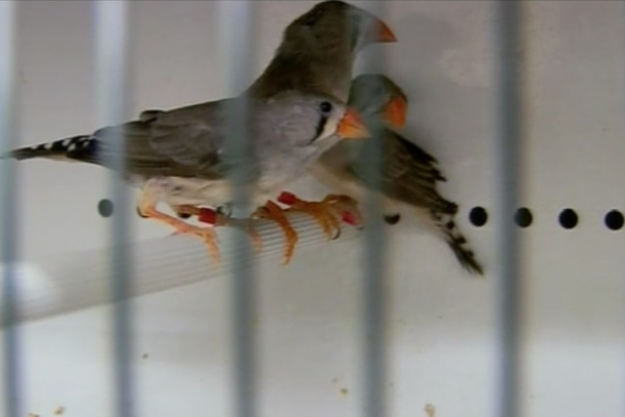 Why birds sing